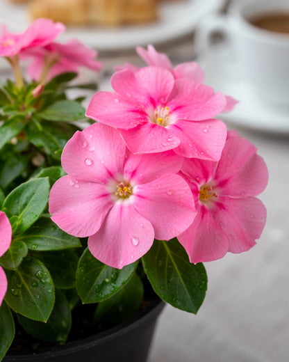 Impatiens | 鳳仙