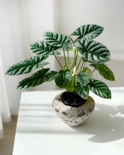 Alocasia｜海芋