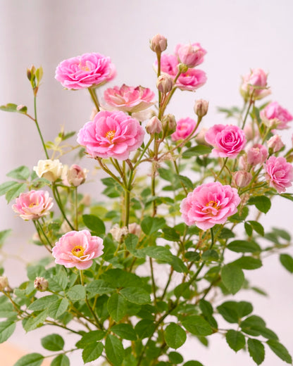Miniature Rose Kokedama | 姬月季苔蘚球