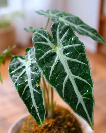Alocasia Kokedama｜小仙女海芋苔蘚球