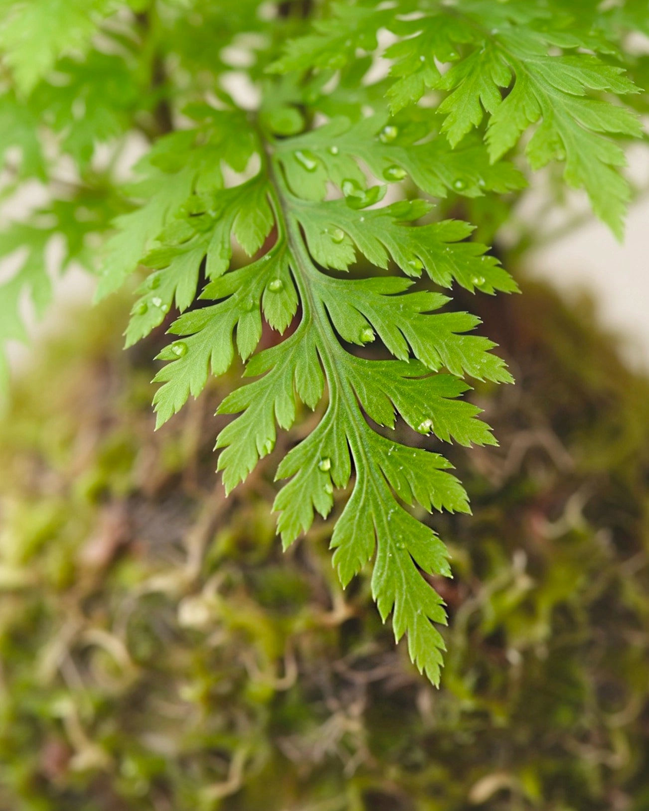 Dawn Redwood Kokedama | 水杉苔蘚球