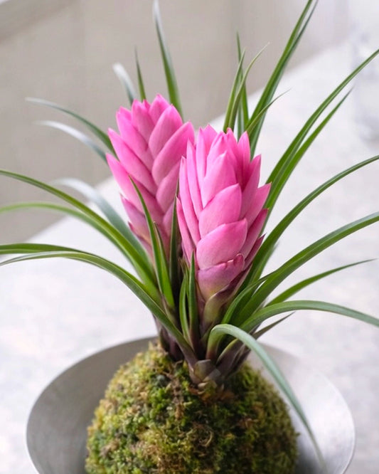 Air Plant (Tillandsia) Kokedama | 鐵蘭苔蘚球