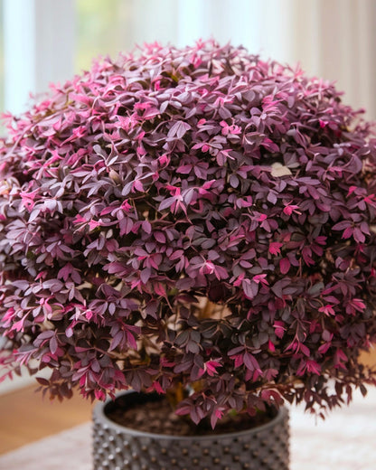 Chinese Fringe Flower | 紅繼木