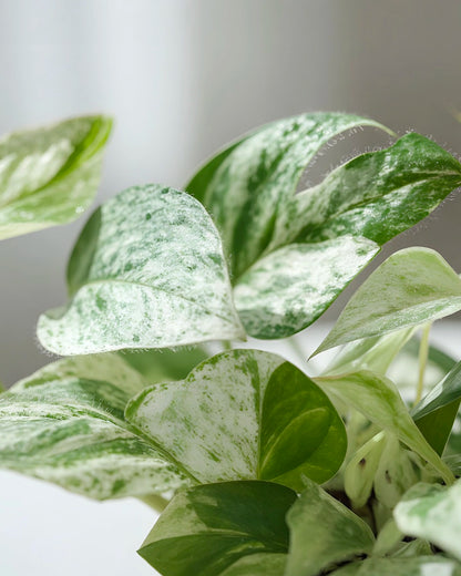 Epipremnum Pinnatum｜麒麟尾