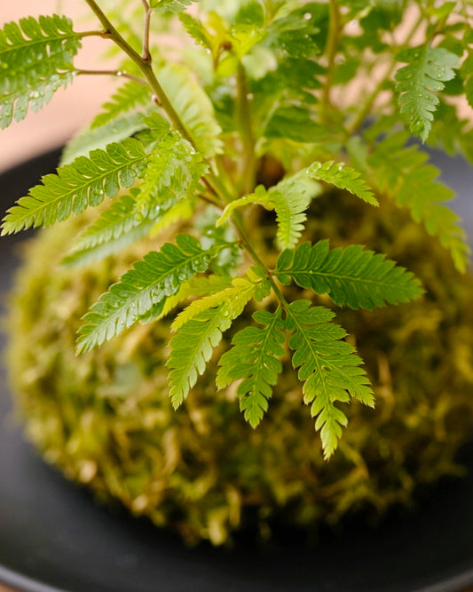 Dwarf Mimosa Kokedama | 姬合歡苔蘚球