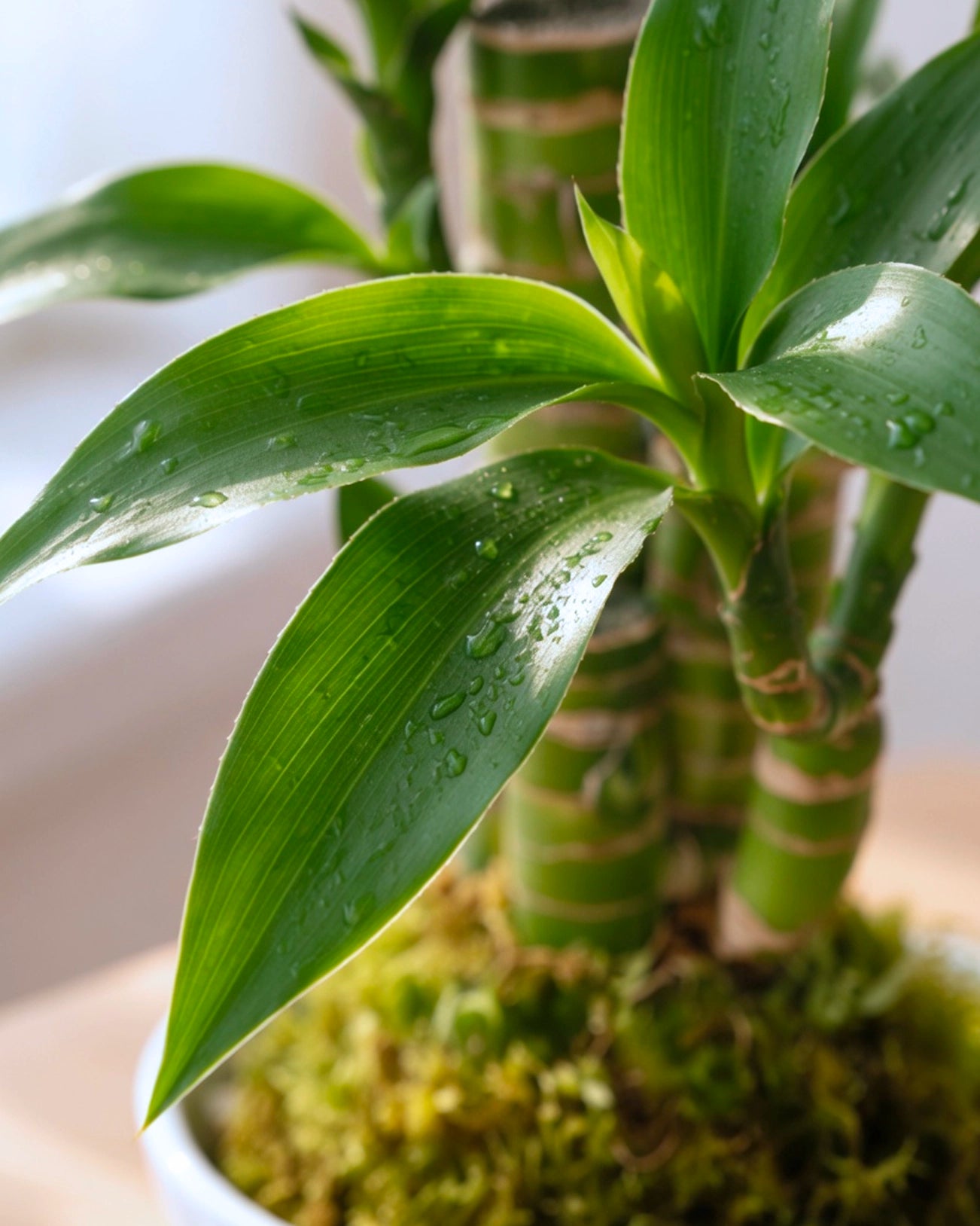 Lucky Bamboo Kokedama | 步步高苔蘚球