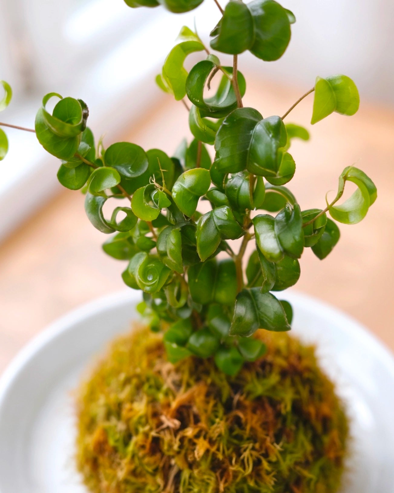 Curly Fern Kokedama | 卷福苔蘚球