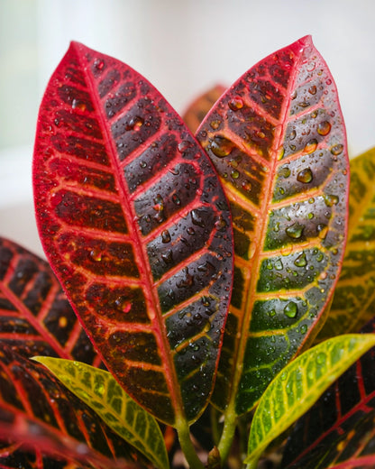 Croton | 變葉木