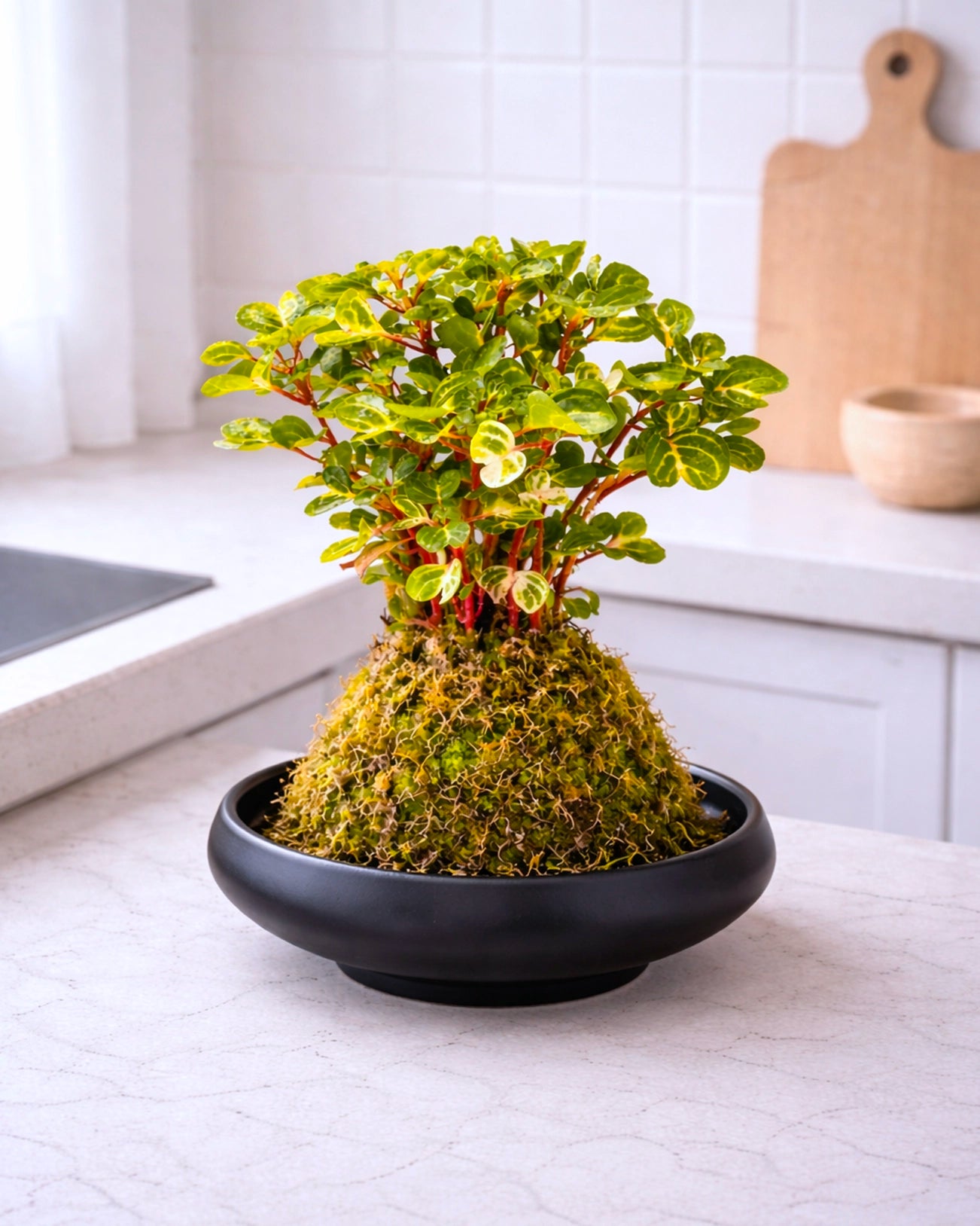 Money Tree (Pachira) Kokedama  | 錢多多苔蘚球
