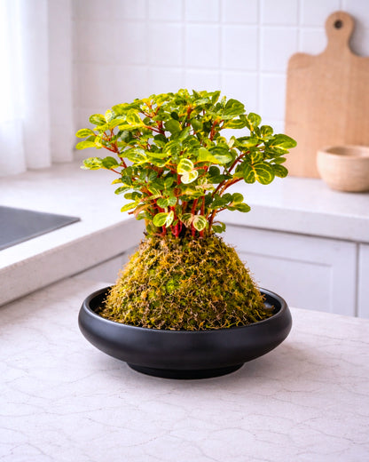 Money Tree (Pachira) Kokedama  | 錢多多苔蘚球