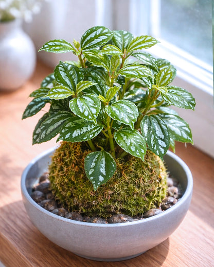 Pilea Cadeirei (Aluminum Plant) Kokedama | 冰水花苔蘚球
