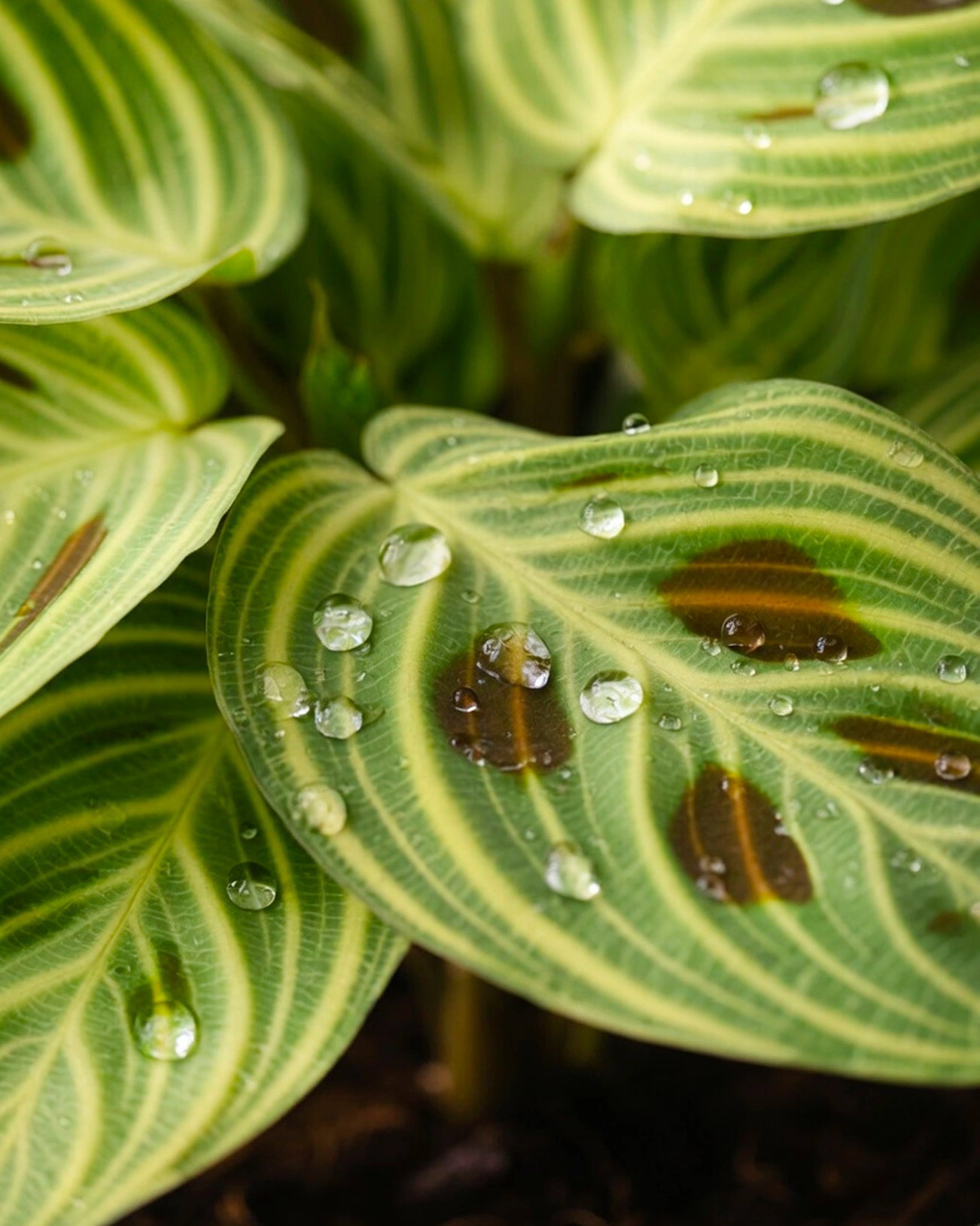 Leopard Calathea | 豹紋竹芋