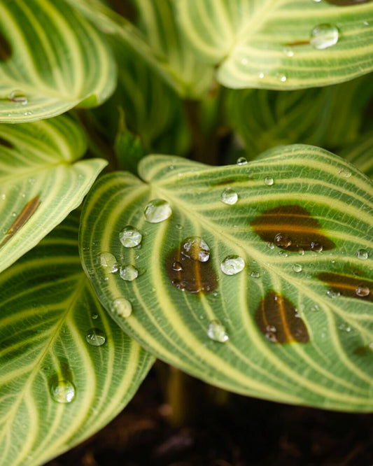 Leopard Calathea | 豹紋竹芋