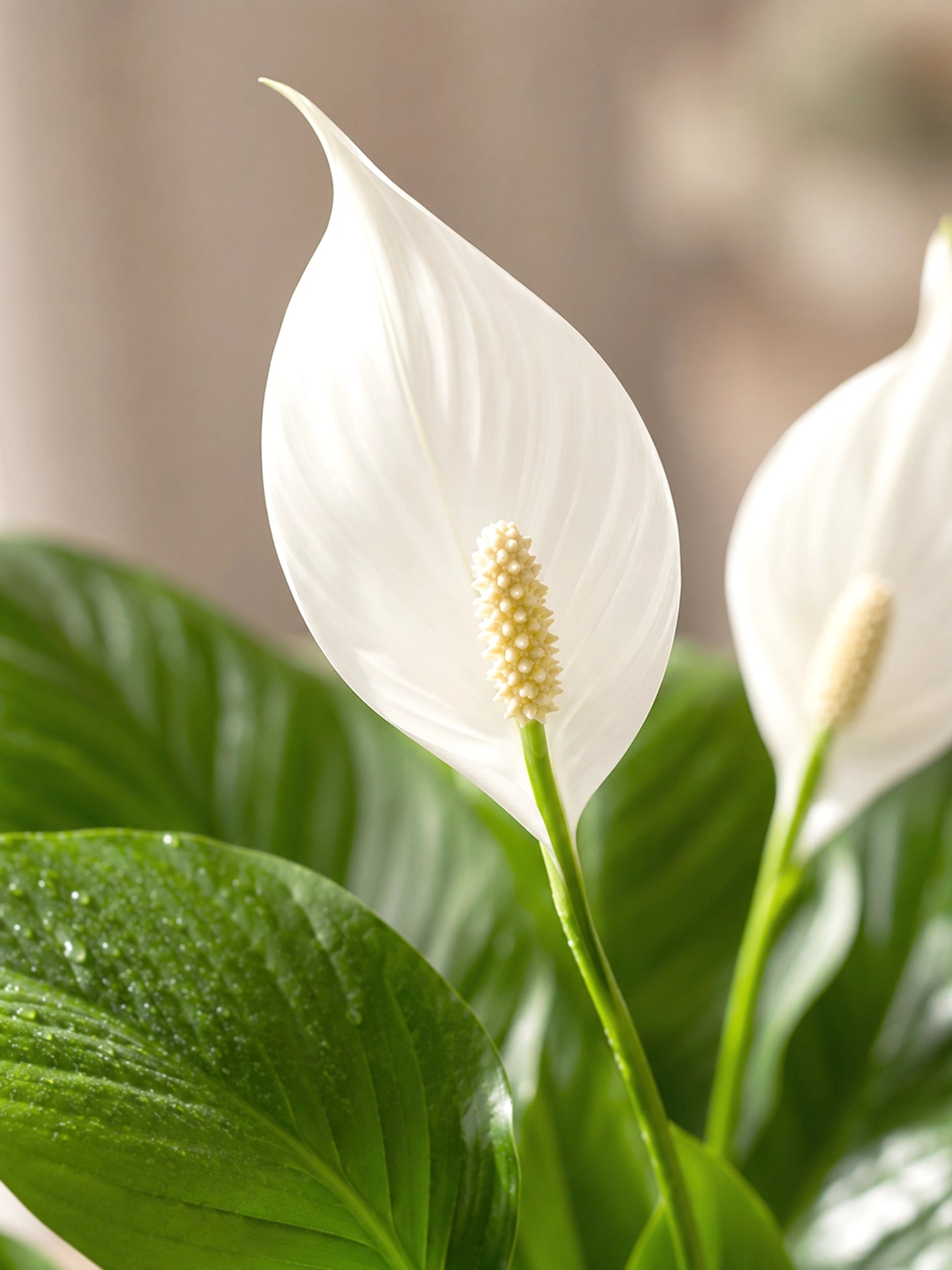 White Anthurium｜白掌