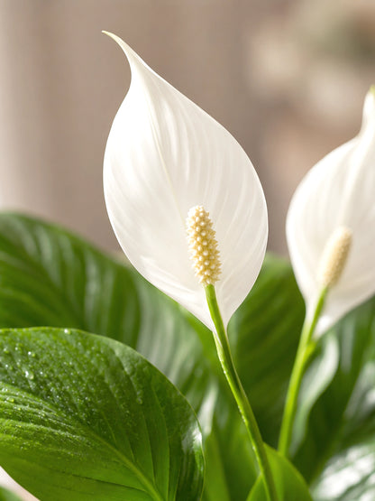 White Anthurium｜白掌