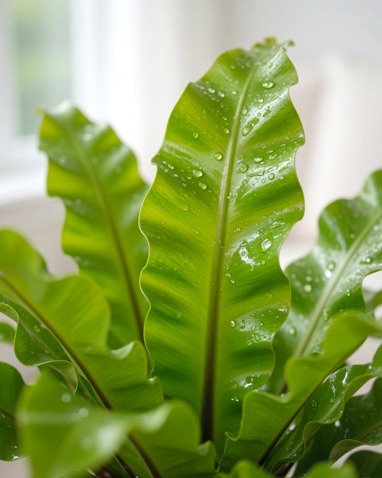 Bird’s Nest Fern | 鳥巢蕨