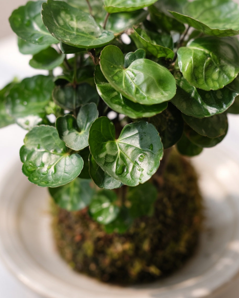 Money Plant Kokedama | 錢兜苔蘚球