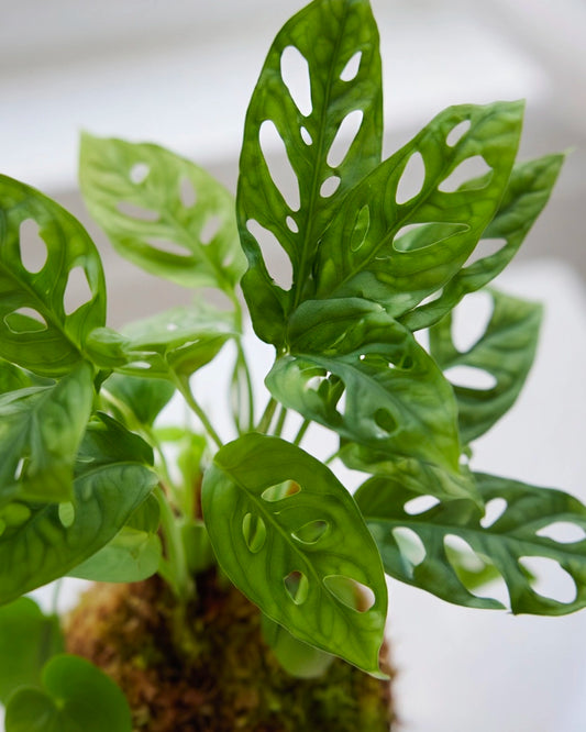 Monstera (Swiss Cheese Plant) Kokedama | 洞洞芋仙苔蘚球