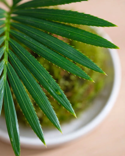 Dracaena Marginata Kokedama | 鐵樹苔蘚球