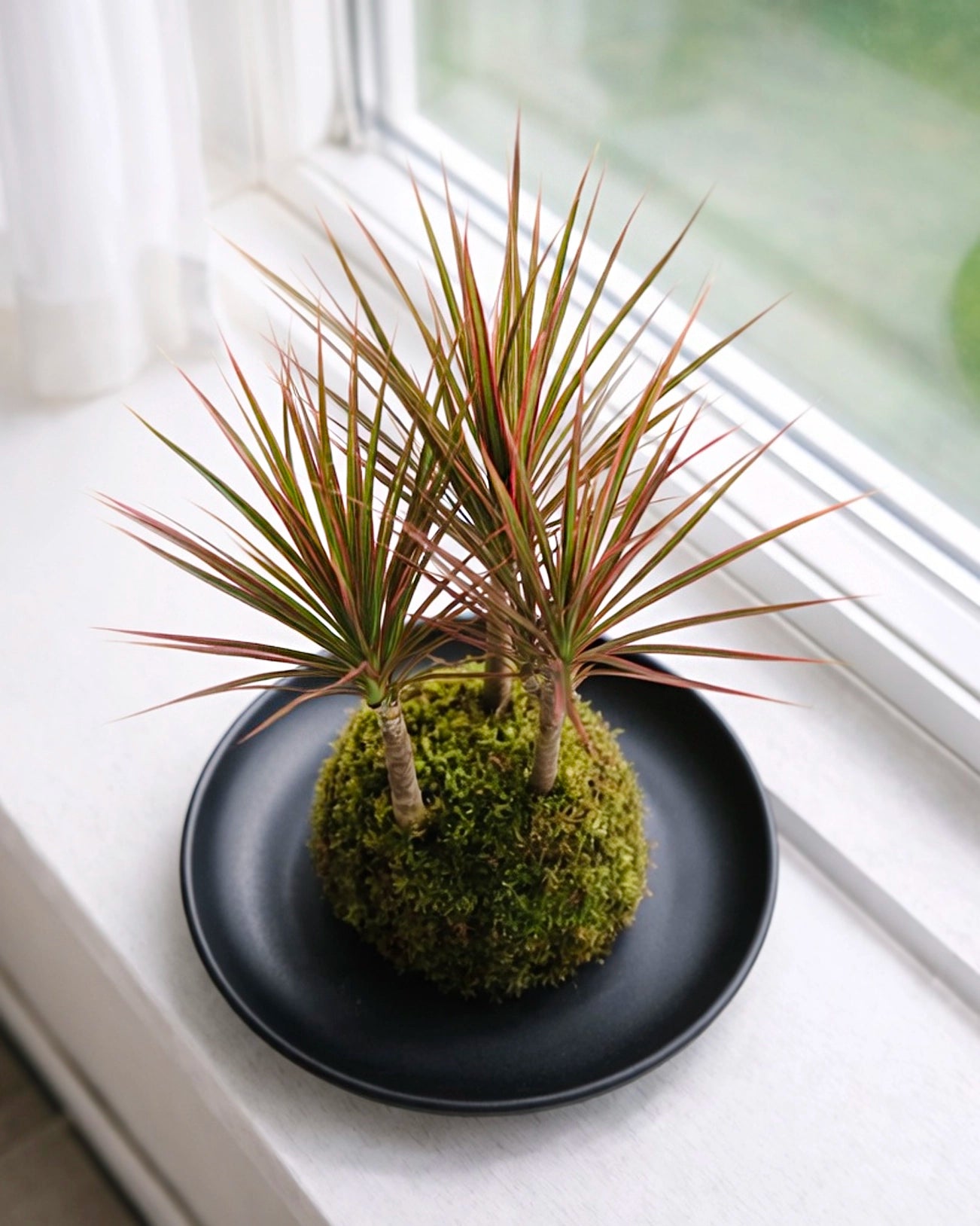 Dracaena (Ti Plant) Kokedama | 千年木苔蘚球