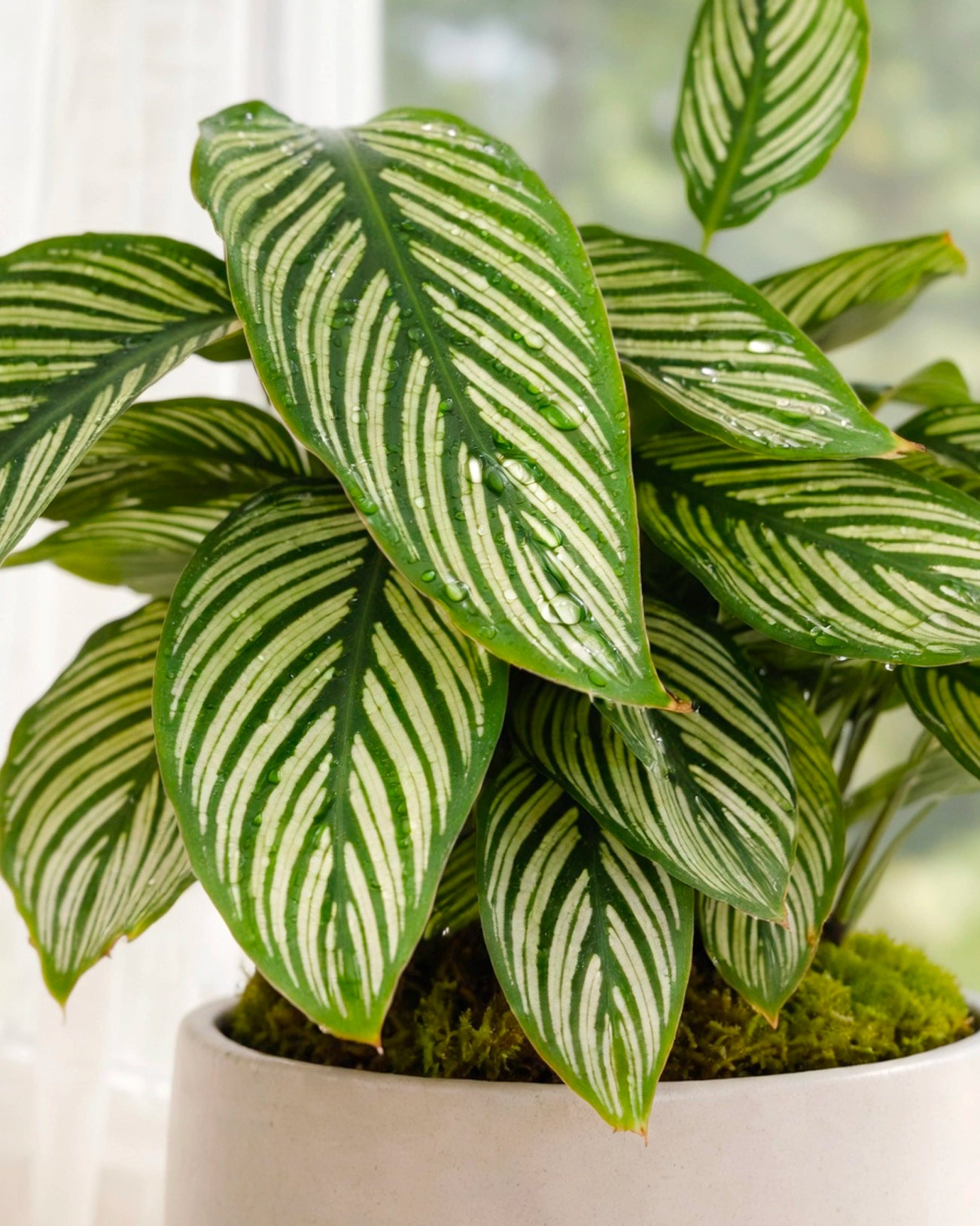 Calathea ‘Network’ | 青紋竹芋