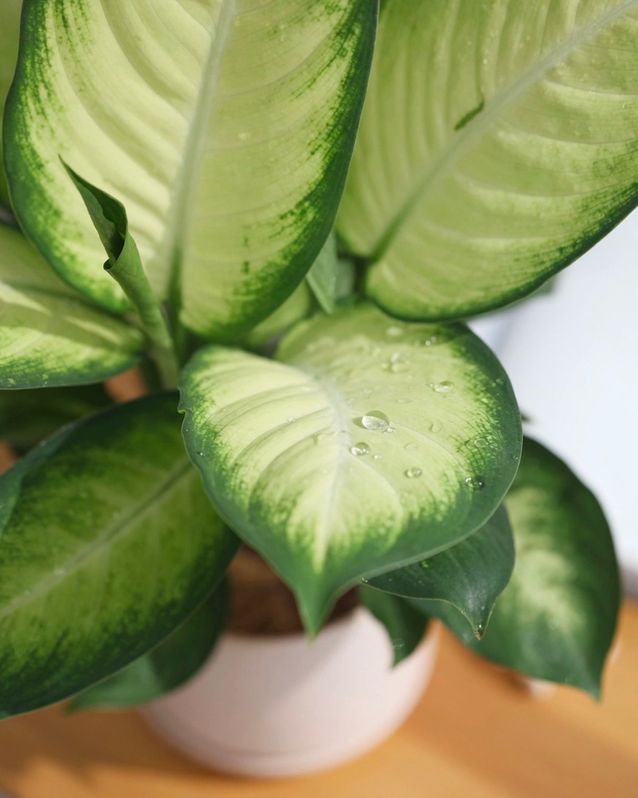 Dumb Cane | 萬年青
