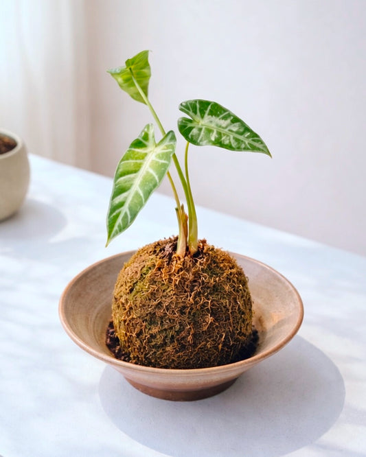 Variegated Alocasia Kokedama｜海芋苔蘚球