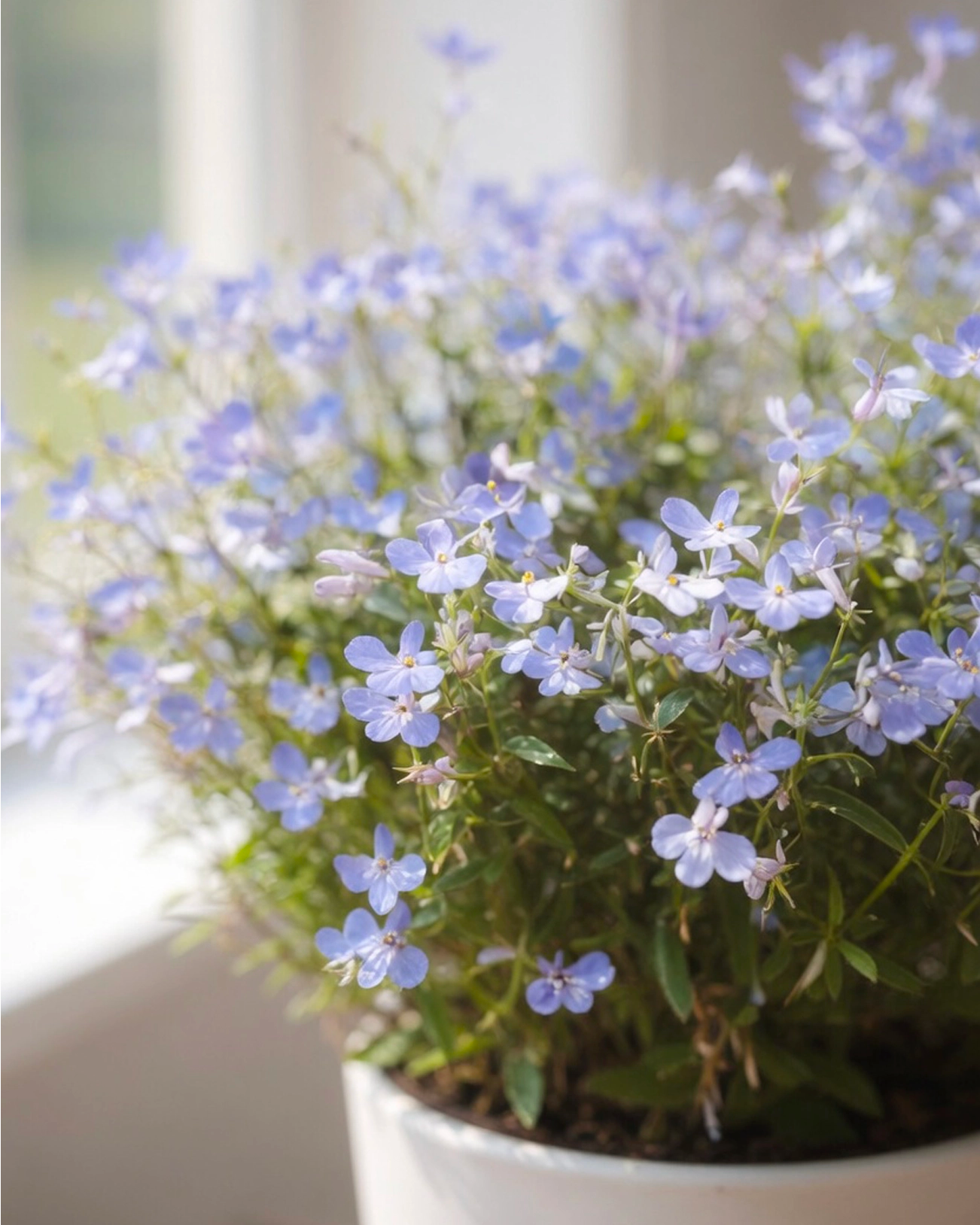 Lobelia erinus | 半邊蓮