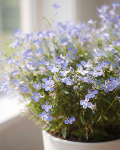 Lobelia erinus | 半邊蓮