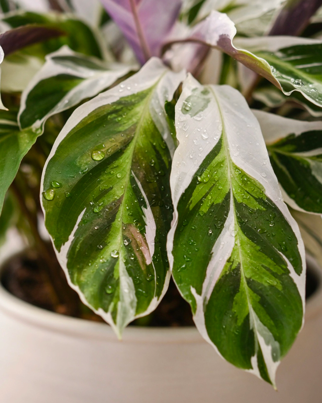 Calathea ‘White Fusion’ | 白油畫竹芋