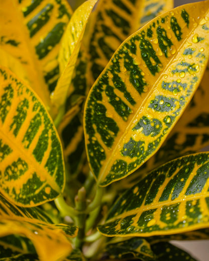 Croton | 變葉木