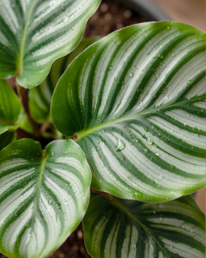 Calathea Orbifolia | 蘋果竹芋