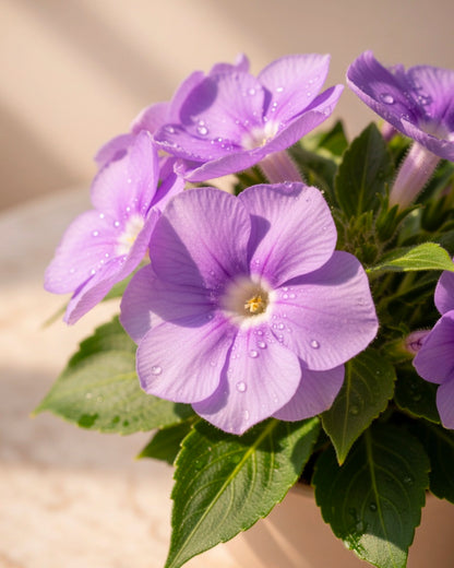Impatiens | 鳳仙