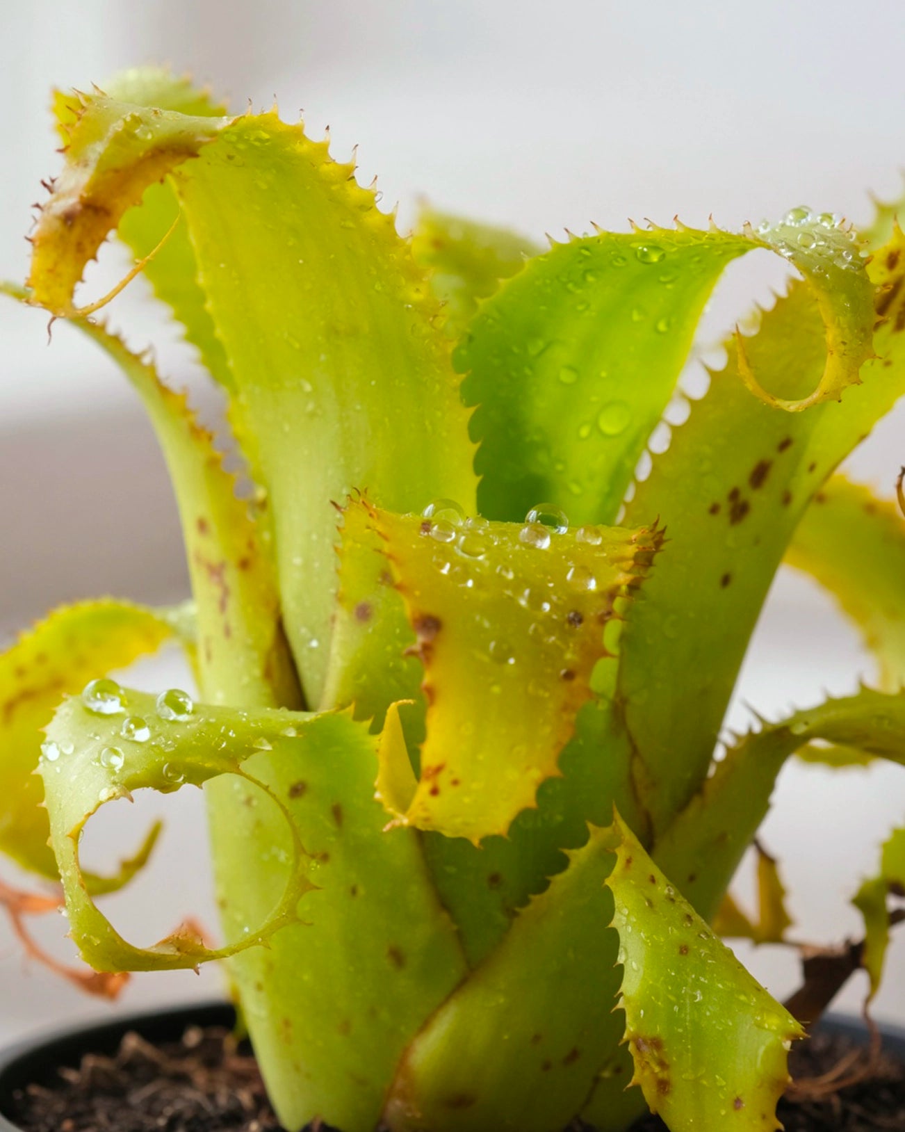 Bromeliad | 積水鳳梨