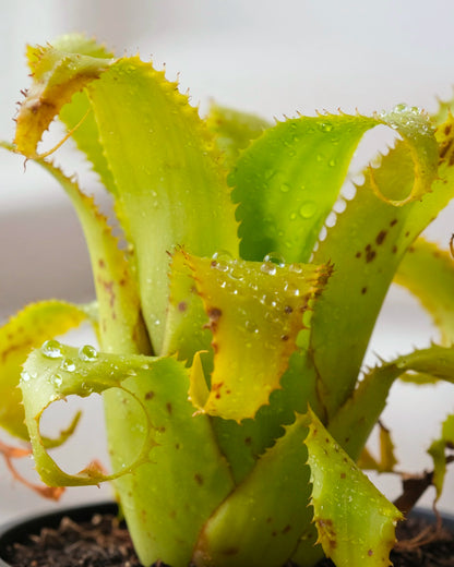 Bromeliad | 積水鳳梨