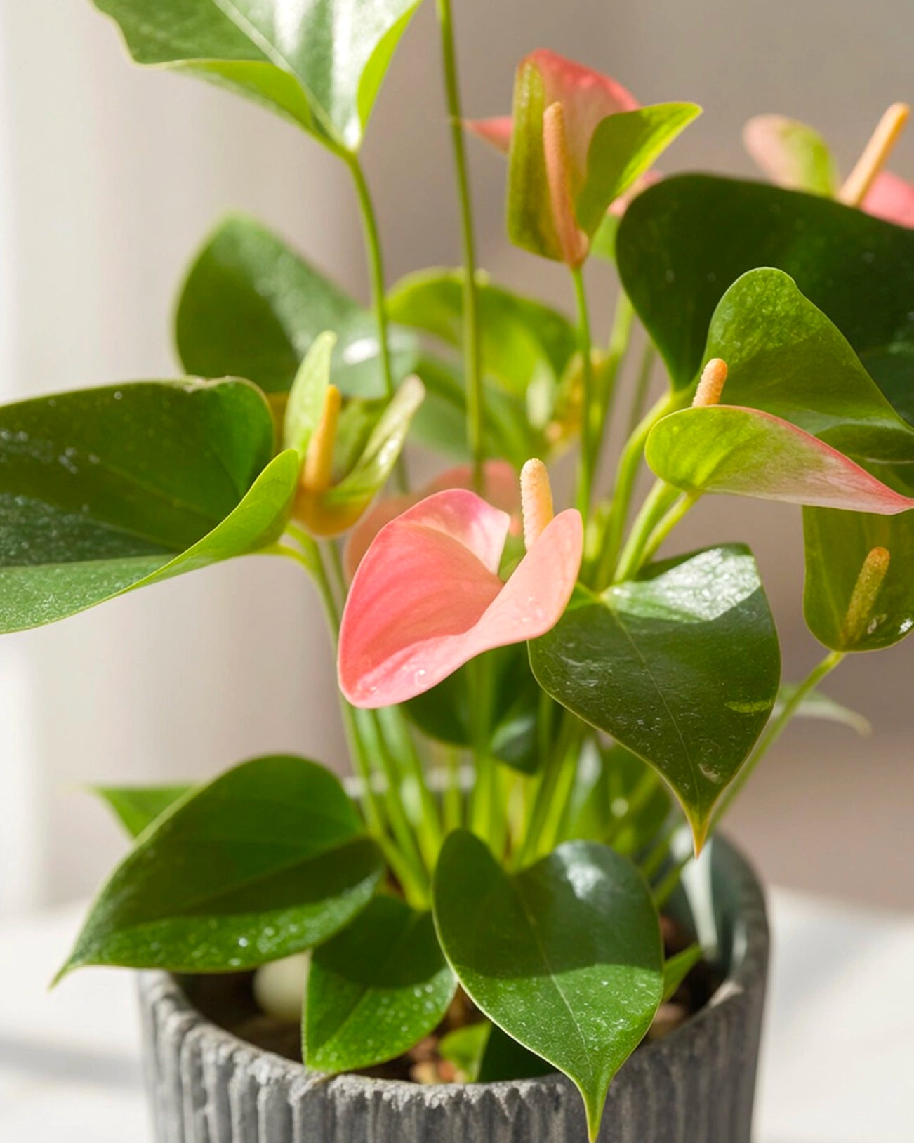 Purple Plum Anthurium｜紫掌