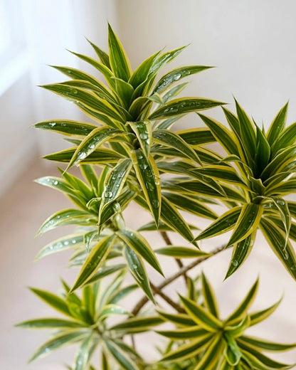 Dracaena Song of India | 金邊百合竹