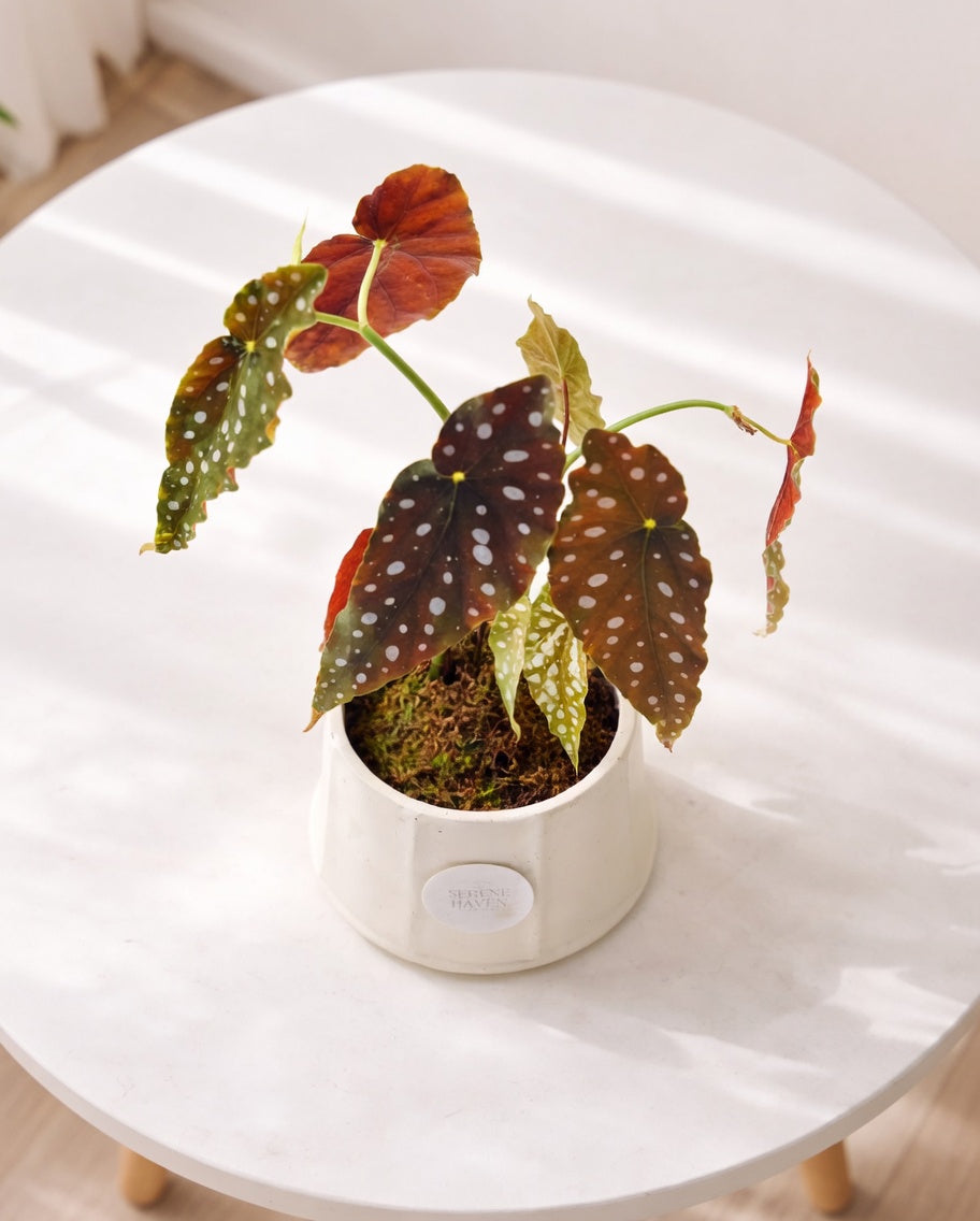 Polka Dot Kokedama｜粉旗魚秋海棠苔蘚球