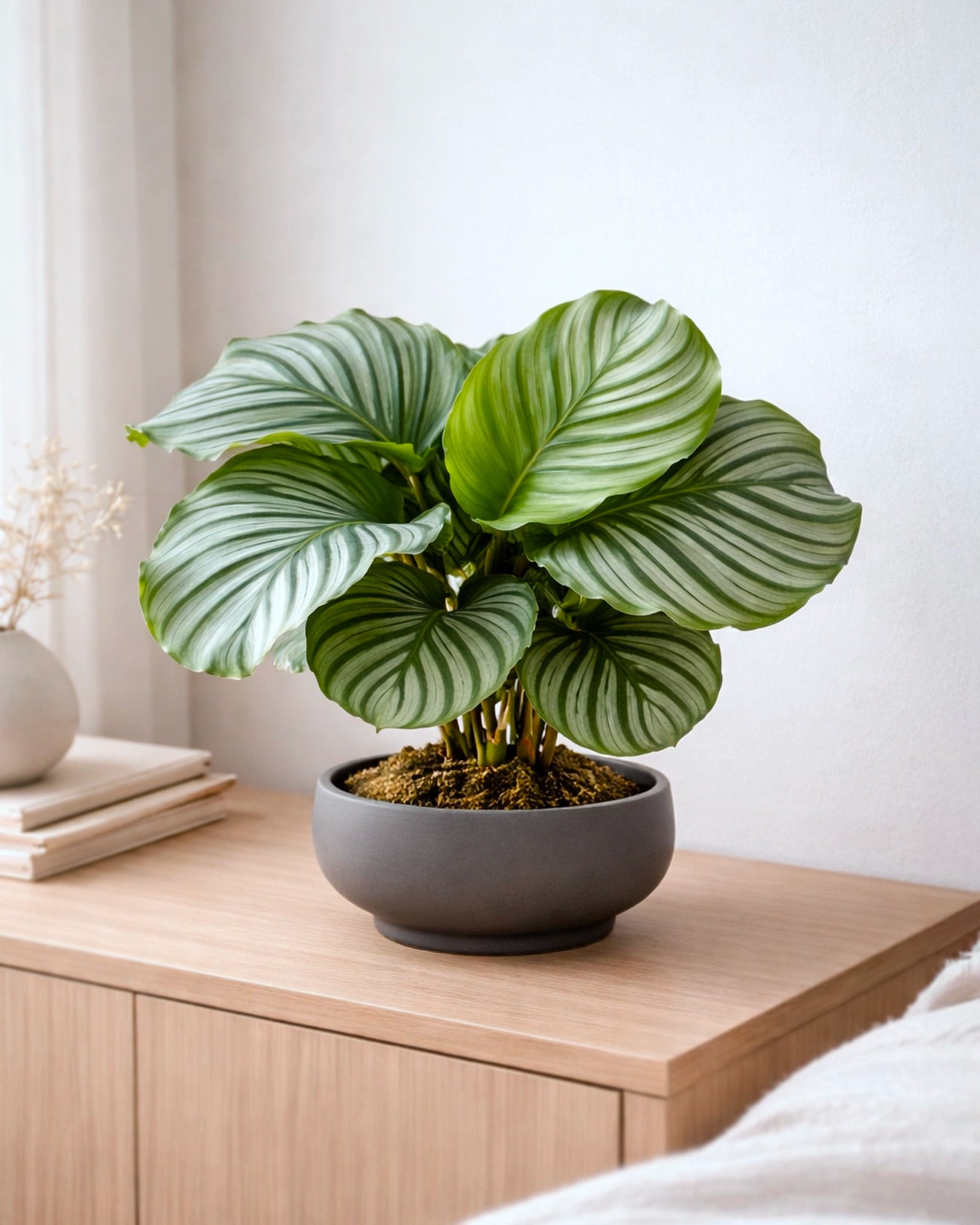 Calathea Orbifolia | 蘋果竹芋