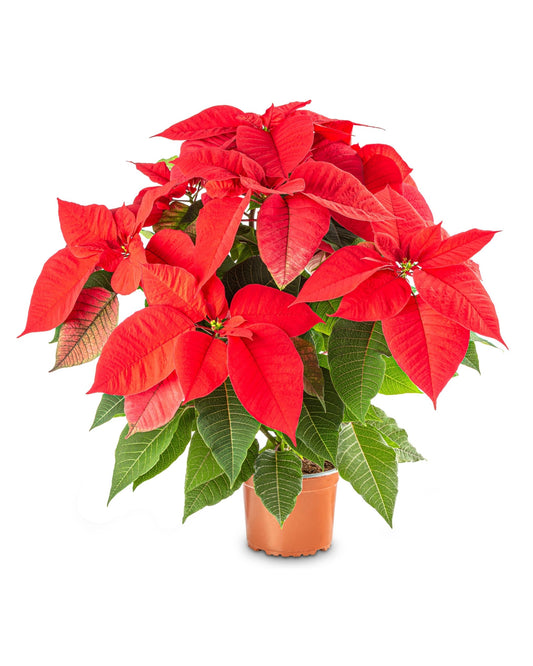 Christmas Classic Red Poinsettia