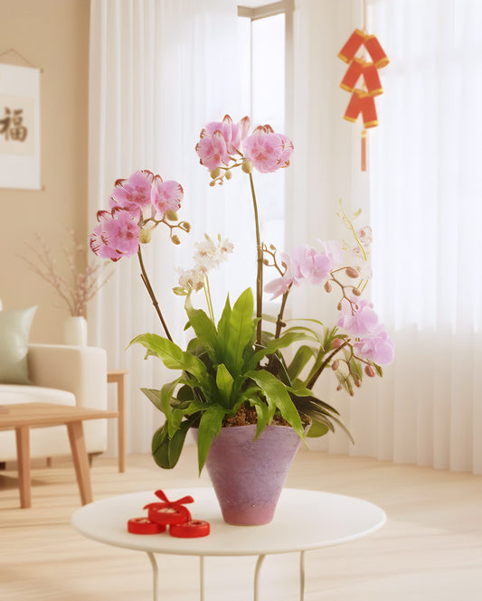 Spring Harmony｜春蘭景明