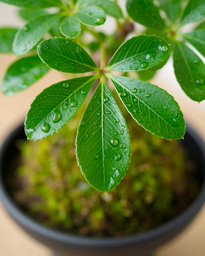Umbrella Tree Kokedama | 鴨腳木苔蘚球