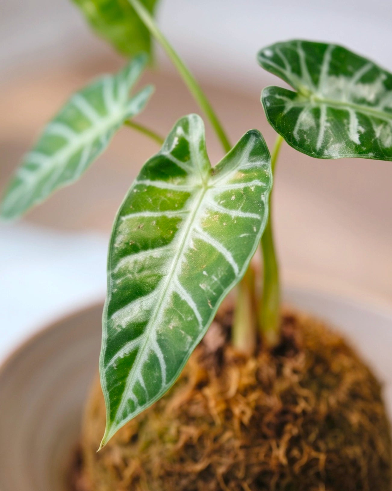 Variegated Alocasia Kokedama｜海芋苔蘚球
