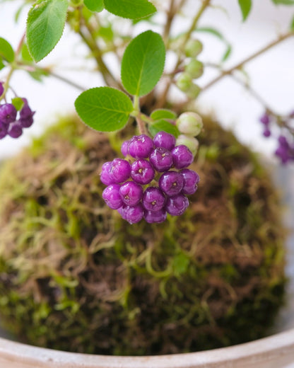 Purple Beautyberry Kokedama | 紫珠苔蘚球