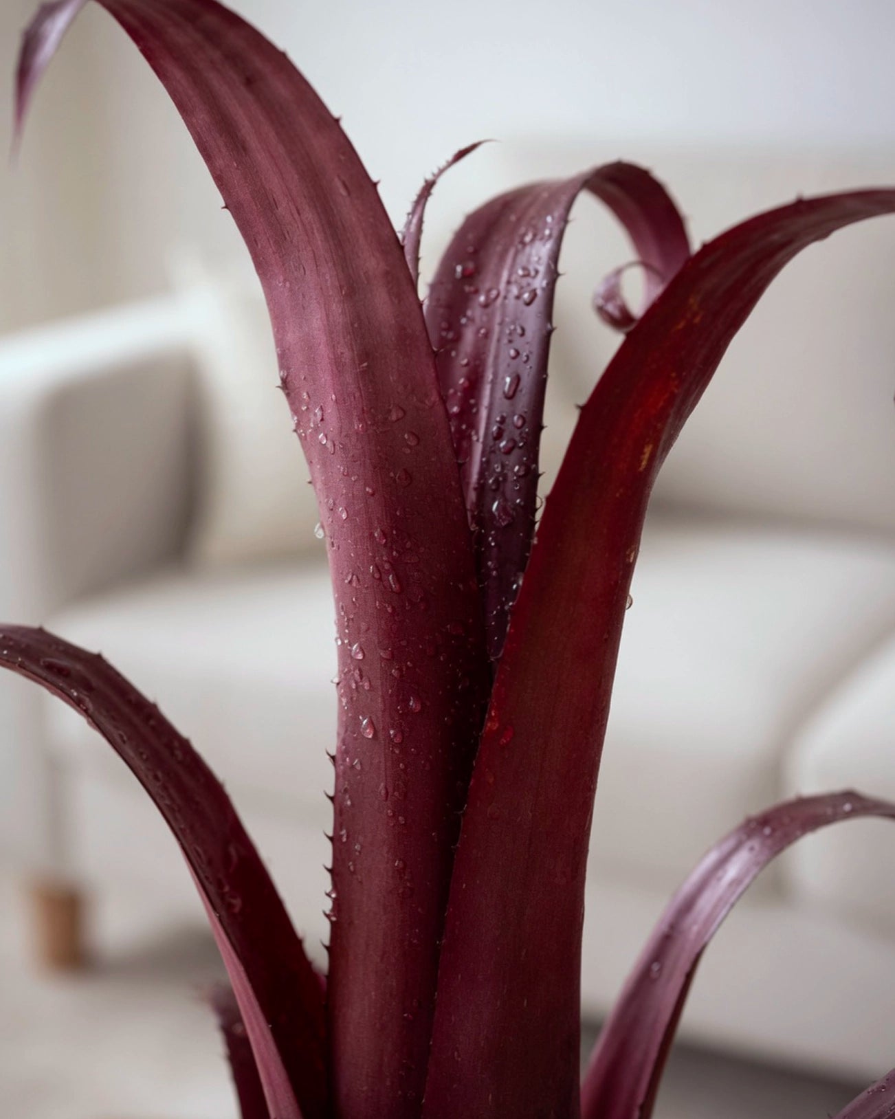 Bromeliad | 積水鳳梨