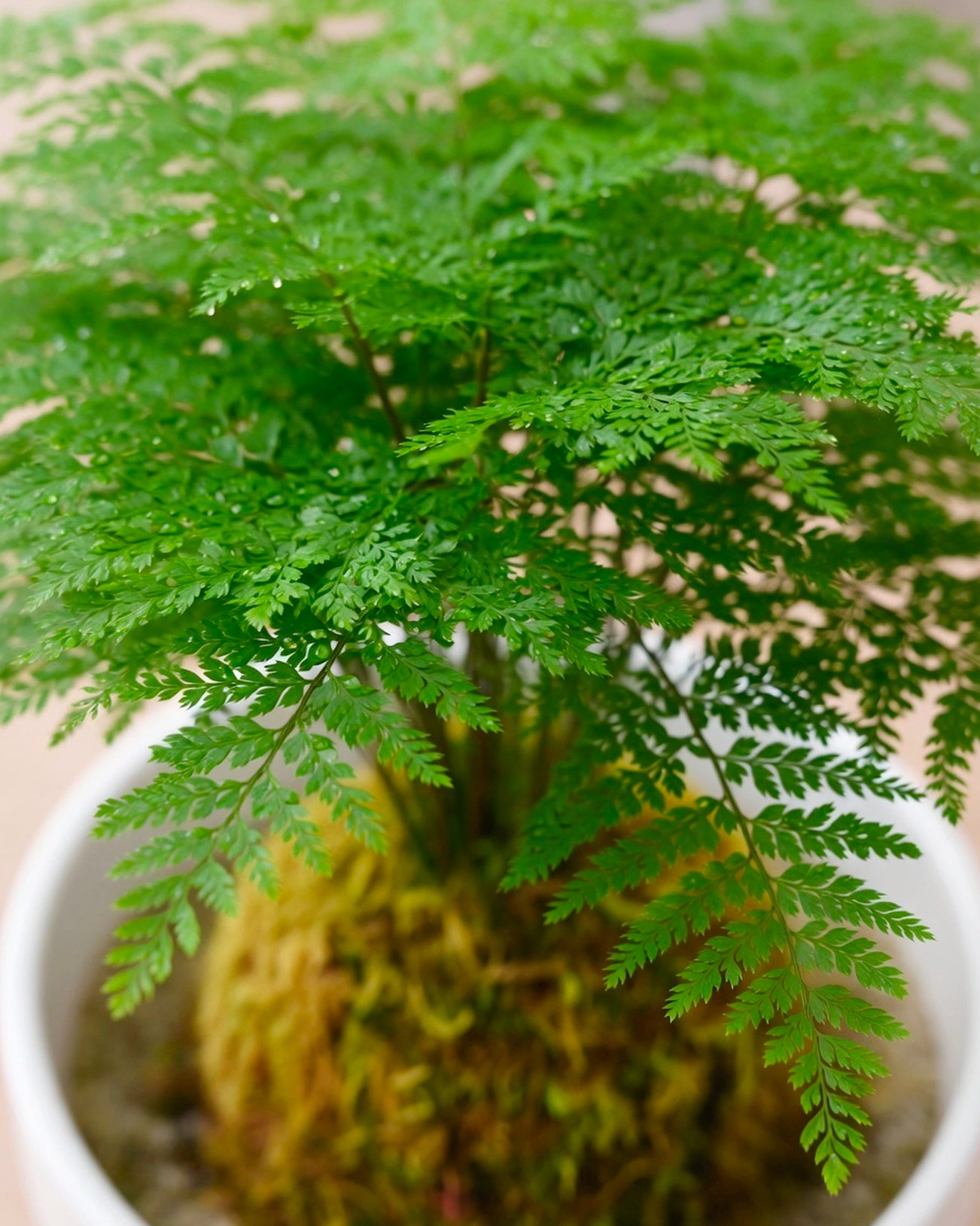 Asparagus Fern Kokedama | 文竹苔蘚球
