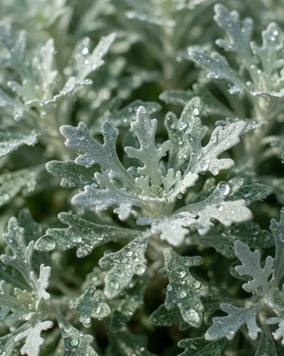 Cotton Lavender | 芙蓉菊