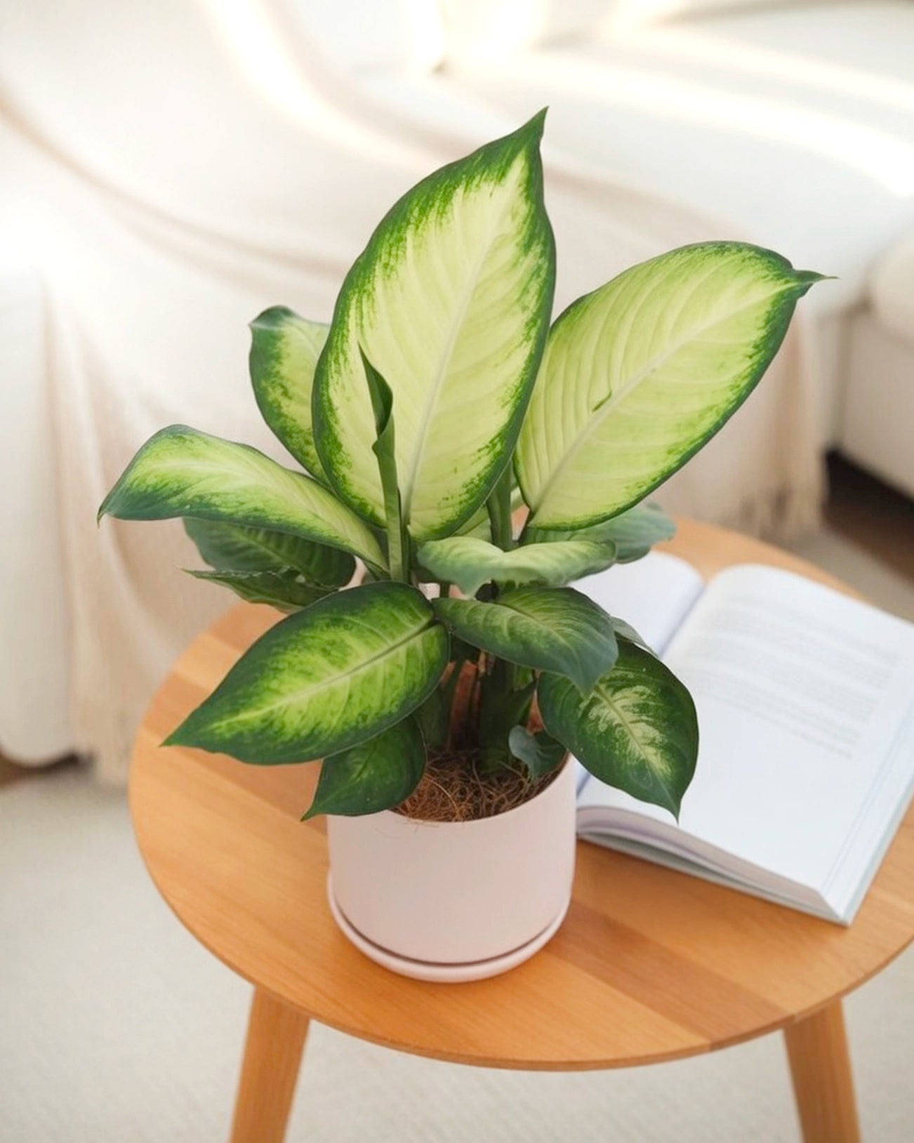Dumb Cane | 萬年青