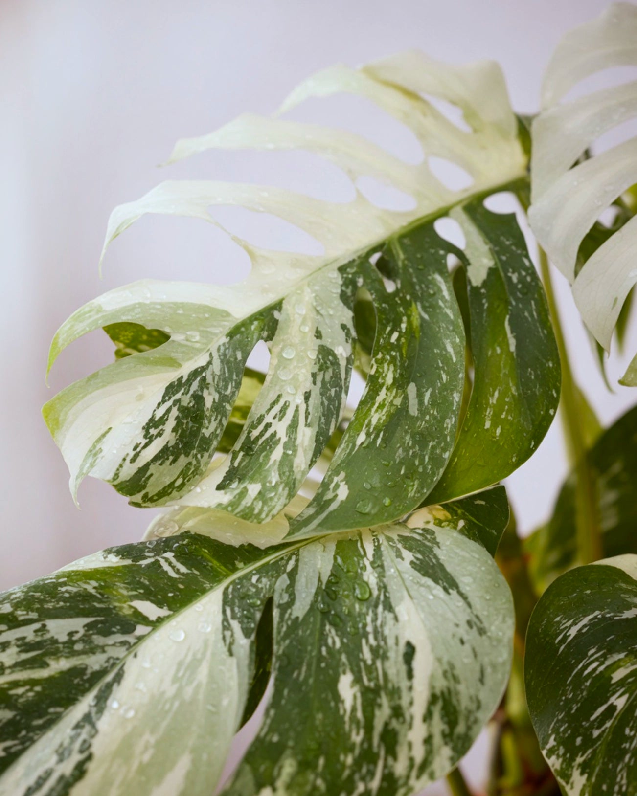 Variegated Monstera | 白錦龜背竹