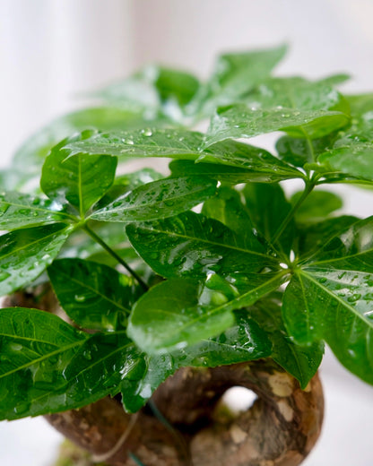 Money Tree Kokedama | 扭紋發財樹苔蘚球